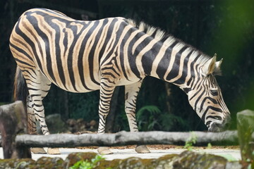 Zebras are striking and iconic African equids known for their distinctive black and white striped coats. They belong to the genus Equus, which also includes horses and donkeys. |斑馬