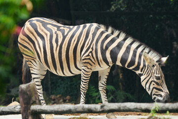 Zebras are striking and iconic African equids known for their distinctive black and white striped coats. They belong to the genus Equus, which also includes horses and donkeys. |斑馬