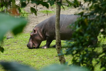 Pygmy Hippopotamus (Choeropsis liberiensis or Hexaprotodon liberiensis) is a small, elusive, and...