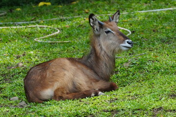 The waterbuck (Kobus ellipsiprymnus) is a large antelope found widely in sub-Saharan Africa.|水羚