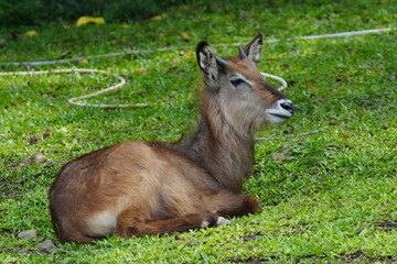 The waterbuck (Kobus ellipsiprymnus) is a large antelope found widely in sub-Saharan Africa.|水羚
