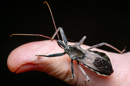Wheel bug