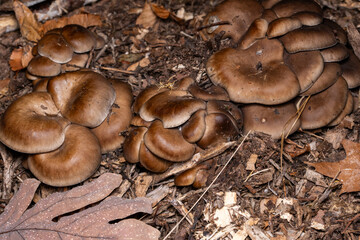 Oyster mushrooms