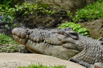 Crocodiles are large, aquatic reptiles belonging to the order Crocodylia, which also includes alligators, caimans, and gharials. |鳄鱼