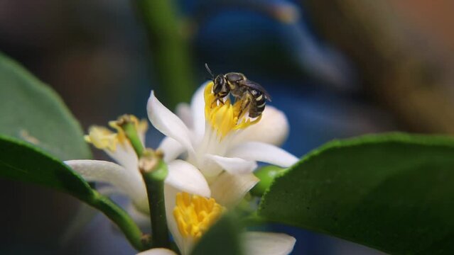 Trigona laeviceps is a species of stingless bee found in certain regions of Asia, particularly in countries like Indonesia, Malaysia, and Thailand
