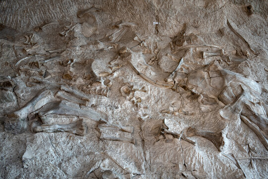 Dinosaur fossils in rocks