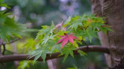 日本の初秋イメージ　紅葉の始まり・緑色の葉と赤色の葉