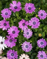 Fototapeta premium pink chrysanthemum flowers