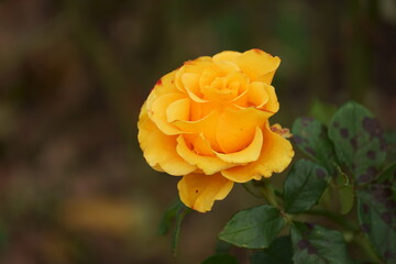yellow rose on the street 