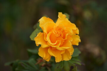 yellow rose flower