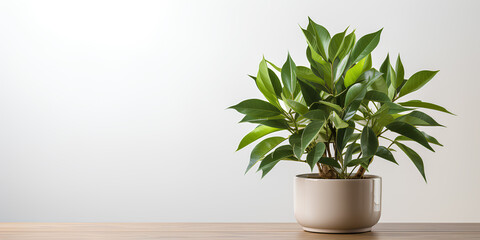 Obraz premium A green plant in a pot placed on a wooden table, advertising banner, web banner, Place for your text, copy space, empty space, Generative AI