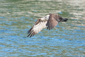 osprey is hunting a fish