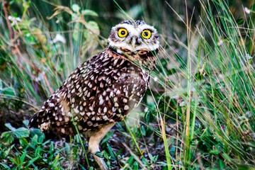 horned owl