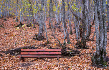 a wooden bench in the forest in autumn
