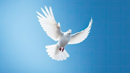 white dove on blue background