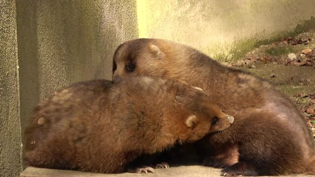 お互いに毛繕いをする2頭のアナグマたち  4K  2023年11月15日 広島市安佐動物公園にて