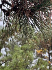 pine tree branches