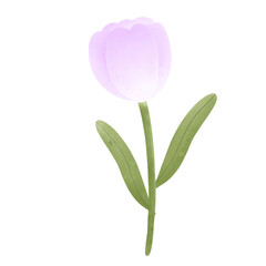 purple tulip