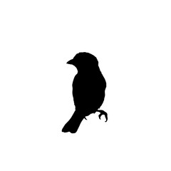 Fototapeta premium Bird silhouette vector