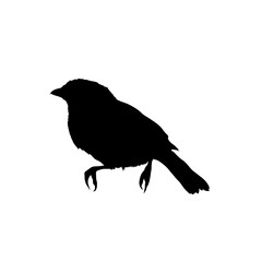 Bird silhouette vector