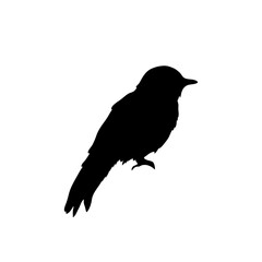 Bird silhouette vector