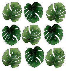 Set of monstera leaves