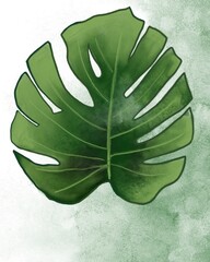 Macro illustration of monstera leaf