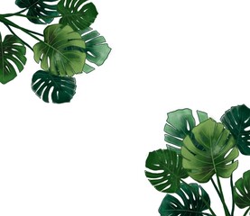 Monstera leaves border