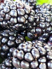 Blackberrys