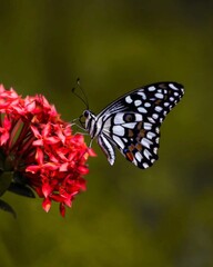 butterfly on flower