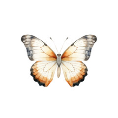 Obraz premium watercolor butterfly cliparts, isolated