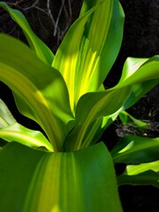 Fototapeta premium Beautiful shape of leaves for background or illustration