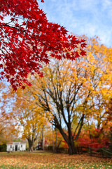 red maple leaves with a tree of yellow leaves in the background in Glen Mills, suburb of Philadelphia, Pennsylvania