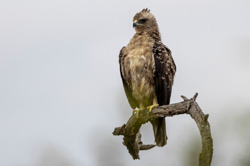 Kronenadler im Jugendkleid frontal freigestellt