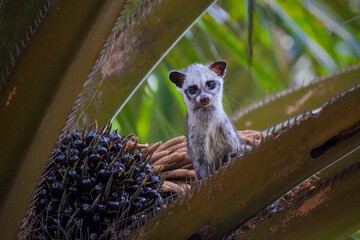 Fototapeta premium Masked palm civet or Paguma larvata