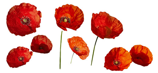 set of red poppies isolated on a white background.