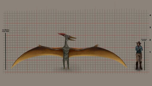 Height Of Pteranodon Compared To Man's Tallness Against Grid. zoom-out