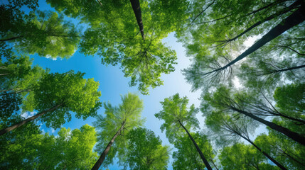 Fototapeta premium green leaves and sky, Clear blue sky and green trees seen from below. Carbon neutrality concept presented in a vertical format. Pictures for Earth Day or World Environment Day desktop backgrounds.