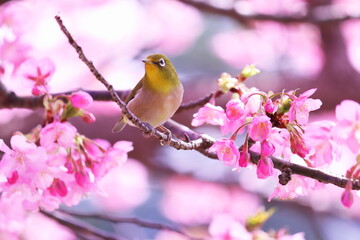 春の美しい桜とメジロ