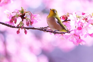 春の美しい桜とメジロ