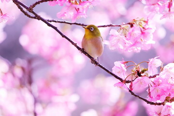 春の美しい桜とメジロ