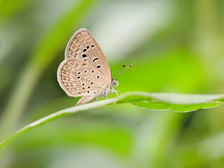 Beautiful butterfly on green leaves. Close-up view of animal. Animal life in nature.