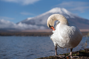 White Swan and Mount Fuji in the Morning, Lake Yamanaka, Japan.