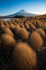 The landscape of broom grass and Mount Fuji in the autumn season at Lake Kawaguchiko.