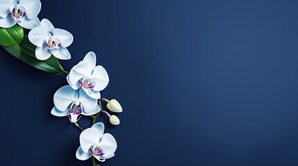 white orchid on blue background, beautiful orchid on dark blue background,with copy space