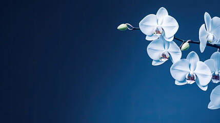 white orchid on blue background, beautiful orchid on dark blue background,with copy space