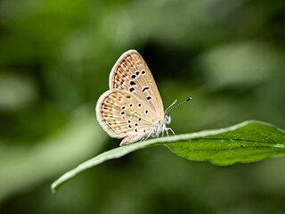 Butterflies on bokeh green background, Close up.