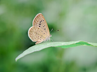 Butterflies with bokeh background, Close up.