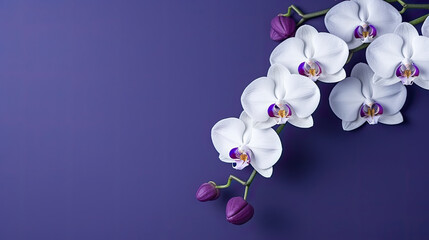 white orchid on purple background, beautiful orchid on dark blue background,with copy space