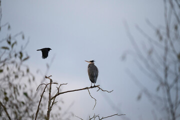 bird on a branch